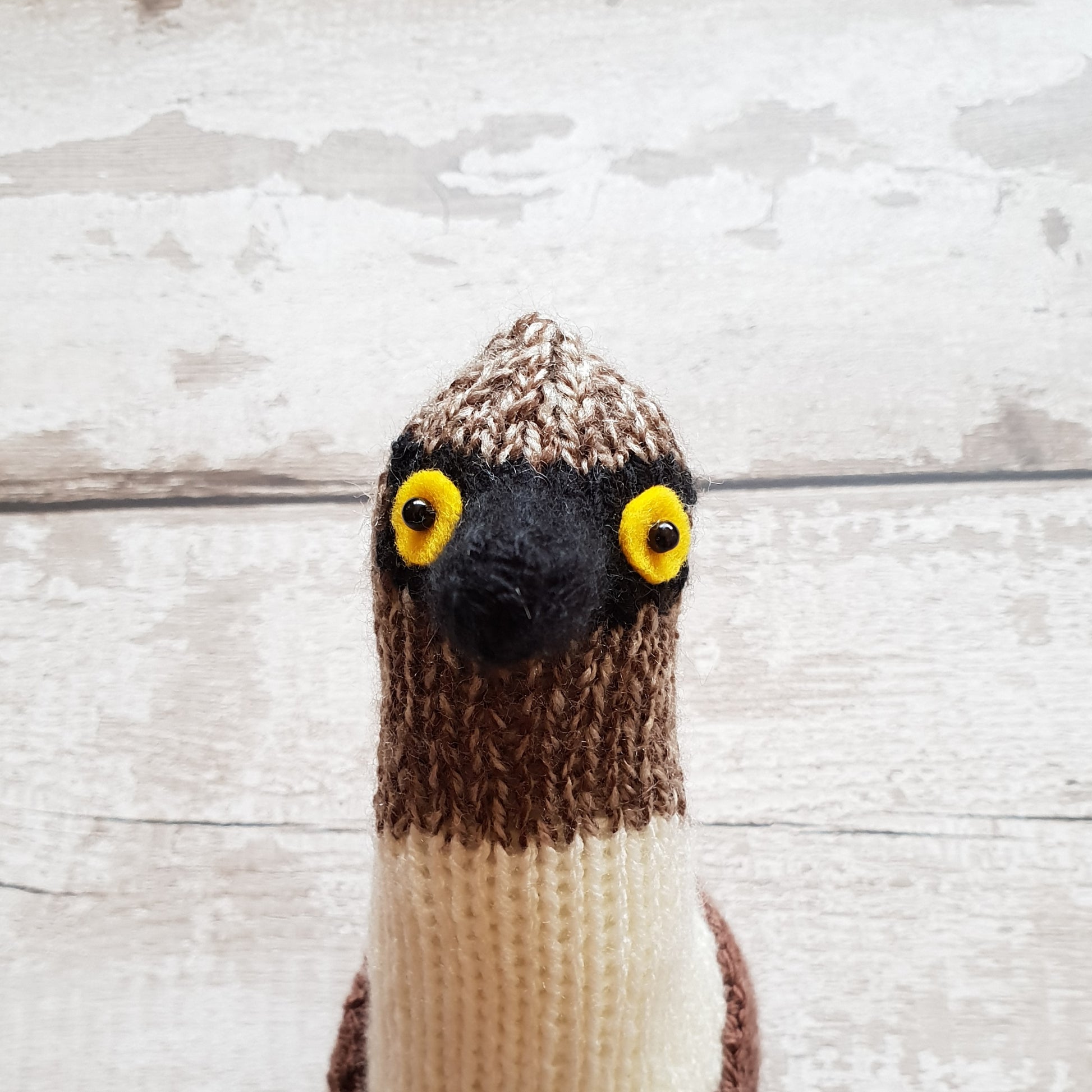 bryan the knitted blue footed booby